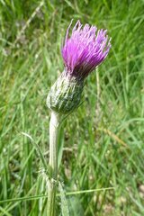 Cirsium dissectum