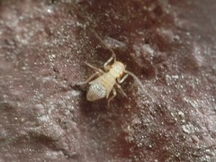 Cerobasis