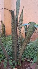 Sansevieria trifasciata