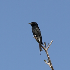 Dicrurus macrocercus harterti