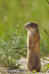 Spermophilus citellus