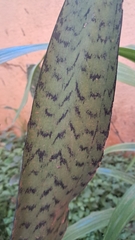 Sansevieria trifasciata