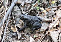 Bufotes viridis sitibundus