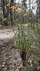 Xerochrysum bracteatum