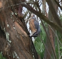 Sitta europaea caesia