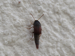 Sepedophilus