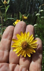 Xerochrysum bracteatum