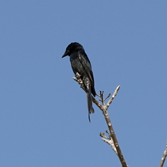 Dicrurus macrocercus harterti