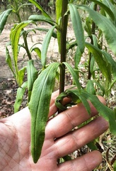 Xerochrysum bracteatum