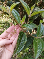 Miconia australis