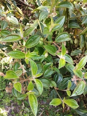 Miconia australis