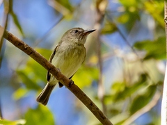Zimmer's Tody-Tyrant photo 2