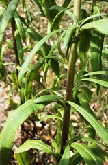 Xerochrysum bracteatum