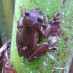 Dendropsophus padreluna