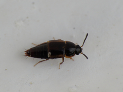 Tachinus marginellus