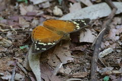 Aterica rabena