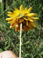 Xerochrysum bracteatum