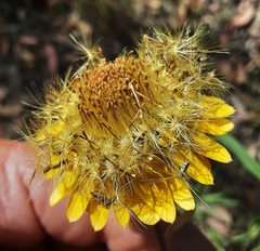 Xerochrysum bracteatum