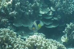 Pygoplites diacanthus