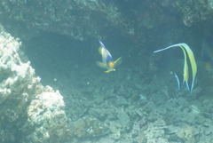 Pygoplites diacanthus