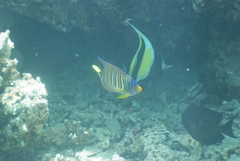 Pygoplites diacanthus