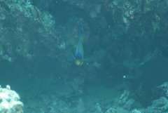 Pygoplites diacanthus