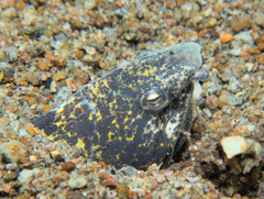 Callechelys marmorata