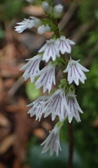 Holothrix orthoceras