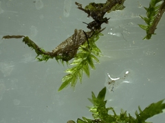 Hygroamblystegium varium