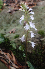 Holothrix orthoceras