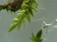 Hygroamblystegium varium