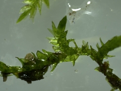 Hygroamblystegium varium