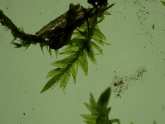 Hygroamblystegium varium