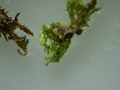 Hygroamblystegium varium