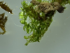 Hygroamblystegium varium