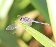 Indothemis carnatica