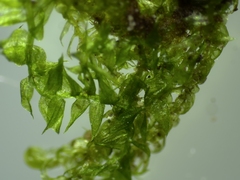 Hygroamblystegium varium