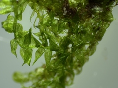 Hygroamblystegium varium
