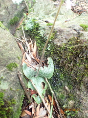 Holothrix orthoceras