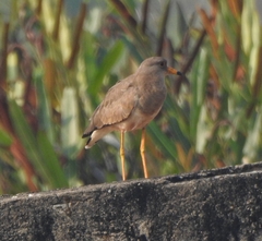 Vanellus cinereus