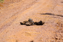 Loxodonta cyclotis