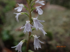 Holothrix orthoceras