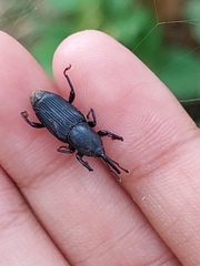Odoiporus longicollis