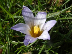 Romulea bulbocodium