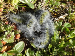 Thaumetopoea herculeana