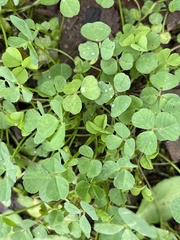 Medicago arabica