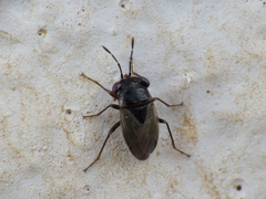 Geocoris megacephalus