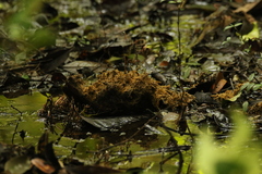 Loxodonta cyclotis