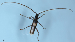 Epithora dorsalis