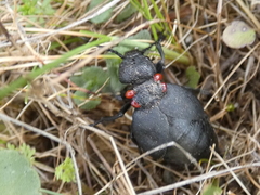 Physomeloe corallifer